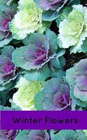 Winter flowers that will grow best during winter in florida. Winter Flowers For Florida Winter Flowers Winter Plants Outside Plants