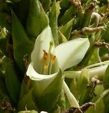 We did not find results for: The Puya Raimondii Of Bolivia Is The Largest Flower On Earth Large Flowers Rare Plants Flowers