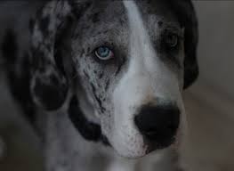 All puppies are born with blue eyes. Every Thing You Need To Know About Great Dane Eye Colors