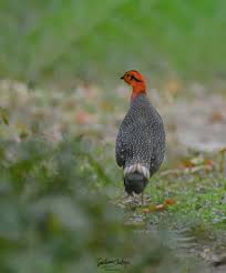 Image result for Triaspis macropteron