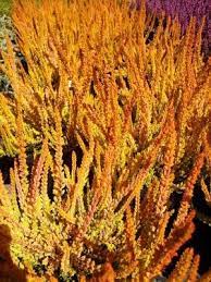 Zoe Heather Calluna Vulgaris Zoe Is Prized For Its Vivid Foliage Providing Stunning Fall And Winter Color To The Garden Heather Plant Winter Colors Foliage