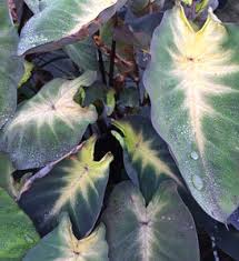 Colocasia ' maui gold ' is the first clumping gold leaf colocasia to hit the market, forming a tight clump of stems that arch to 4′, each ending in a large chartreuse golden leaf, highlighted by a small purple dot where the petiole connects. Royal Hawaiian Maui Gold Elephant S Ear Colocasia Esculenta Proven Winners