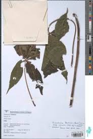 Image result for Ricinodendron