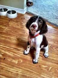 Oh Yeah Adorable Puppies Springer Spaniel Puppies Spaniel Dog Cute Dogs Breeds