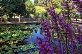Es soll ja immer noch düsseldorfer geben, die nicht wissen, dass die stadt auch einen botanischen garten hat. Ausflugstipp Botanischer Garten Und Schonwasserpark In Krefeld Dusseldorf