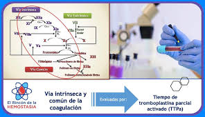 Respuesta Interactiva 1 5 Rincon De La Hemostasia Facebook