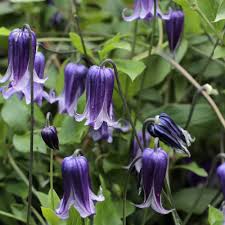 Image result for Clematis pulchra