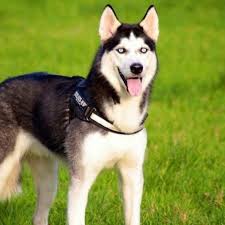 The life expenctancy is 10 to 14 years. Siberian Husky
