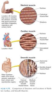 Cardiac Smooth And Skeletal Muscle