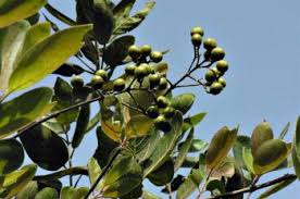 Image result for Crossopteryx