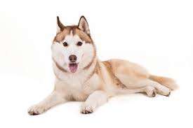 You can find the profiles of siberian husky dog breeds included personality, history, prices. Siberian Husky Dog Buy Siberian Husky Dog Pet Animal For Best Price At Inr 15 Kinr 55 K Piece S