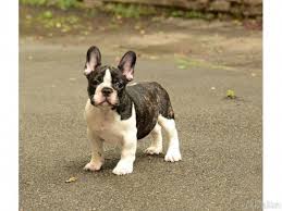 From our couch to yours, spoiled daily. French Bulldog For Sale French Bulldog For Sale In Md French Bulldog For Sale Va French B Blue French Bulldog Puppies Bulldog Puppies French Bulldog Puppies