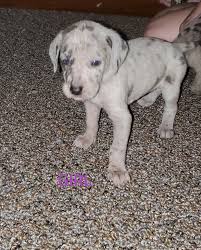 Sometimes referred to as the king of dogs, this extremely large dog breed is known for being strong yet elegant, with a friendly, energetic personality. Great Dane Puppies For Sale La Fontaine In 302991