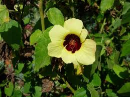 Image result for Hibiscus nigricaulis