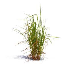 We did not find results for: Small Tuft Of Grass Vishopper
