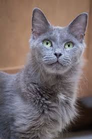 Bluebelle Domestic Medium Hair Gray Cat Chicago Il Grey Cats Cats Pets