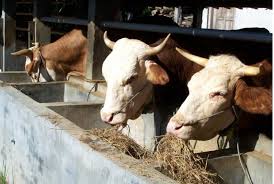 Kandang sapi milik mas imam budi santoso terdapat sapi limosin yang diberi nama manggar yang pernah meraih juara. Mari Beternak Tanpa Mencari Rumput Melalui Teknologi Hi Fer Republika Online