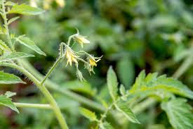 More images for do tomatoes flower » Controlling Tomato Blossom Drop