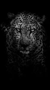 Leopard Dark Monochrome 5k Hd Animals Wallpapers Photos And Pictures In 2020 Leopard Wallpaper Animal Wallpaper Tiger Wallpaper