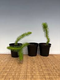 Image result for Xerophyta squarrosa