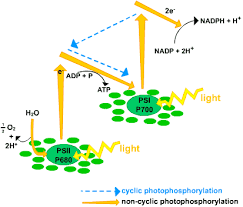 Light Dependant Reactions S Cool The Revision Website