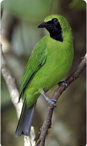 Pin By Nuray On Espiritualidade Beautiful Birds Most Beautiful Birds Pet Birds
