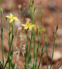 Image result for Menodora