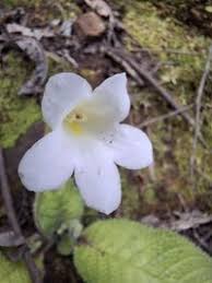 Image result for Streptocarpus hirticapsa