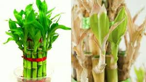 We sell decorative sugi bamboo planters see more info. Lucky Bamboo Plant Leaves Turning Yellow Youtube