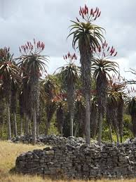 Image result for Aloe excelsa