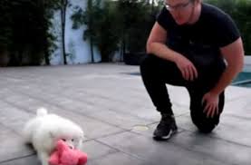 Mini Ladd Finally Got His Dog Mochi Mini Ladd Watch Tv Shows Banana Bus Squad