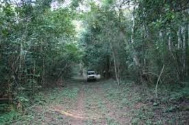 Image result for Commiphora fulvotomentosa