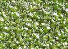 Image result for Wolffiella hyalina