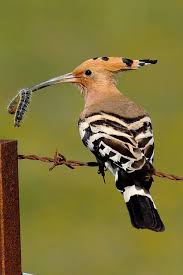 Foto Realizada En La Janda Esta Recortada Para Darle El Formato Vertical Exotische Vogels Prachtige Vogels Vogels