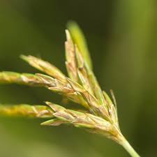 Image result for Cyperus tenuiculmis