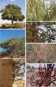 Image result for Plicosepalus