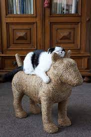 Need This Cat Lovers Crazy Cats Best Cat Scratching Post