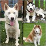 Siberian Husky Rescue