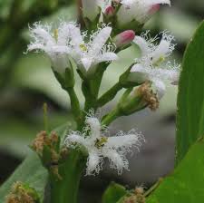 Image result for Menyanthaceae