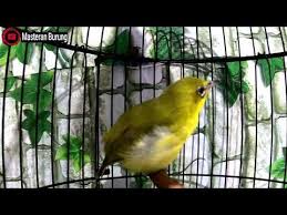 Pin Di Masteran Burung Youtube