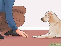 Clap, encourage, run around, tease, play and once you have taught your dog how much fun playing is, you can ask him to do obedience (sit, down, come, heel, watch etc) before you toss that toy in play! How To Teach Your Dog To Play Dead On Command With Pictures