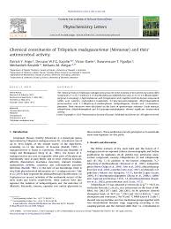 Image result for Trilepisium madagascariense