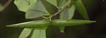 Image result for Cryptolepis hypoglauca