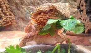 How Often To Feed A Bearded Dragon Diet By Age Guide