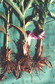 Image result for Siphonochilus aethiopicus