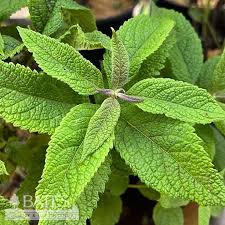 Image result for Nicolasia nitens