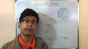 Primary human and animal cell culture gene therapy embryo culture. Animal Cell Culture 8 Cell Growth Youtube