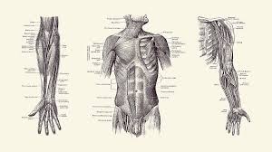 Anatomy human torso upper illustrations & vectors. Male Upper Body Muscular System Multi View Vintage Anatomy 2 Drawing By Vintage Anatomy Prints