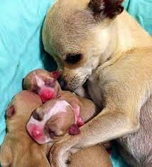Chihuahua Mom With Babies Via Www Facebook Com Cutechihuahuafans Chihuahua Puppies Cute Dogs Cute Animals