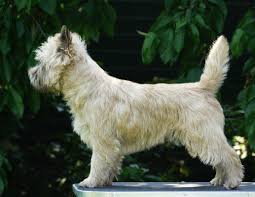 Find similarities and differences between soft coated wheaten terrier vs west highland white terrier vs cairn terrier. Glenmore S Leo Loudmouth Cairn Terrier Forderverein